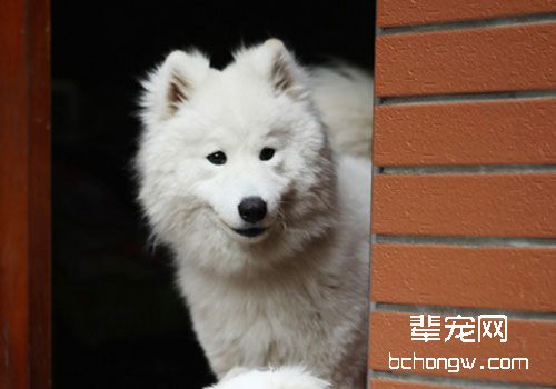 狗狗