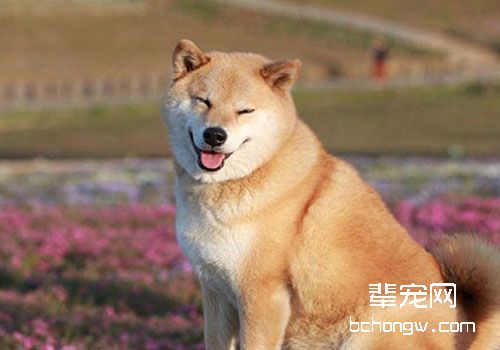 柴犬