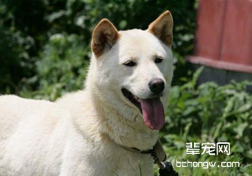 珍岛犬