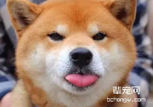 柴犬