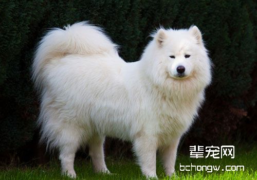 狗狗