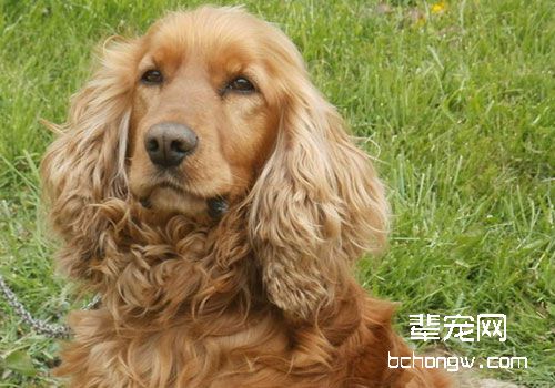 可卡犬
