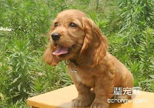 可卡犬