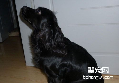 可卡犬