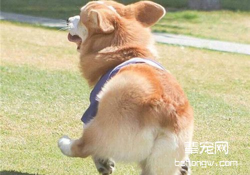 柯基犬
