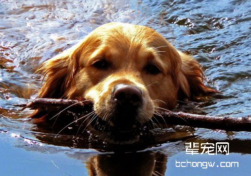 狗狗