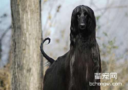 阿富汗猎犬