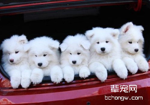 萨摩耶犬