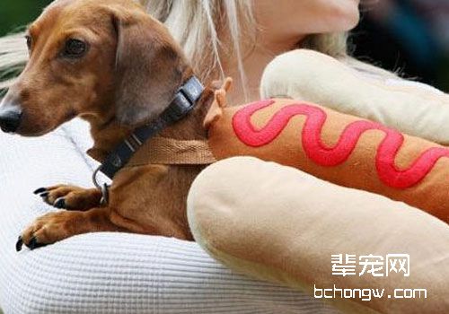 腊肠犬和热狗有什么关系