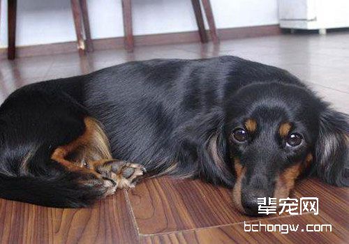 腊肠犬