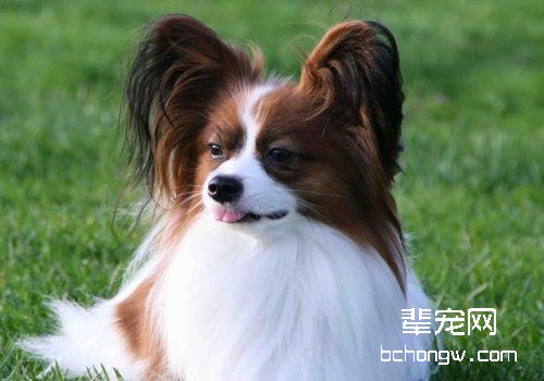 蝴蝶犬
