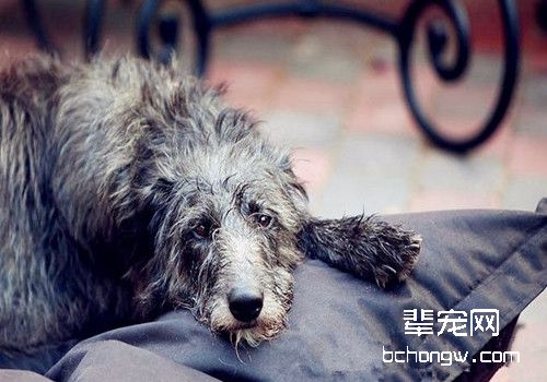 苏格兰猎鹿犬