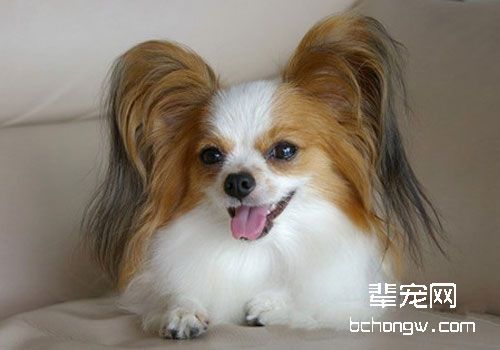 蝴蝶犬
