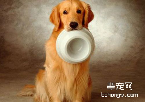 金毛