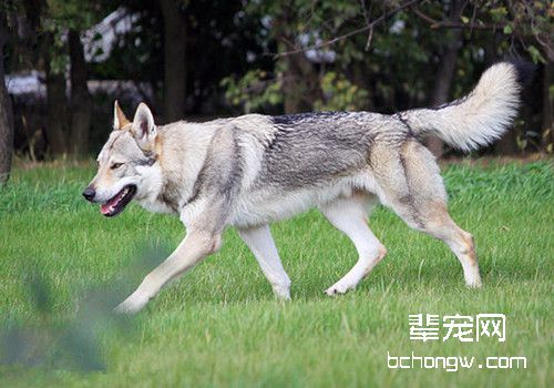 捷克狼犬
