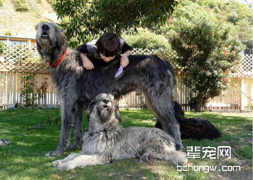 爱尔兰猎犬