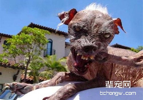 中国冠毛犬