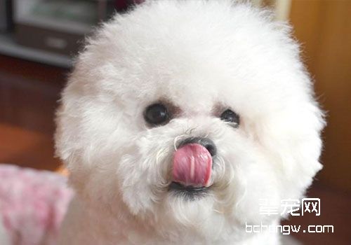 比熊