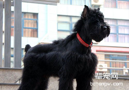 巨型雪纳瑞