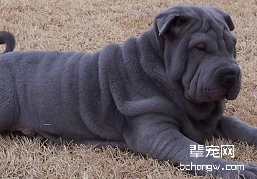 沙皮狗