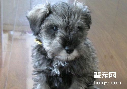 雪纳瑞