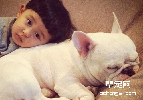 斗牛犬