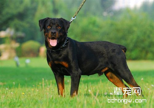 罗威纳犬