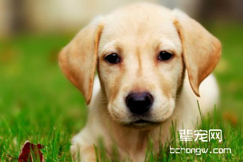 拉布拉多犬