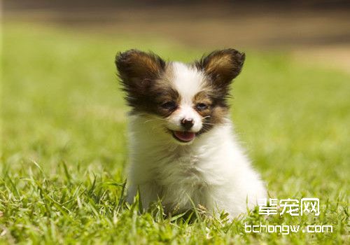 蝴蝶犬