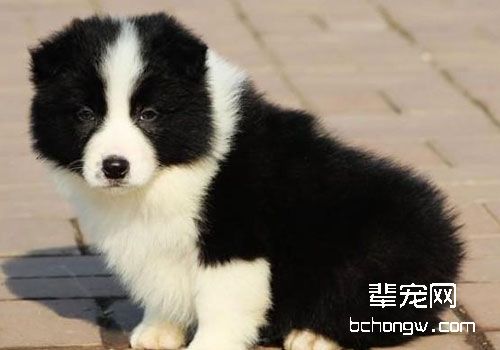 边境牧羊犬