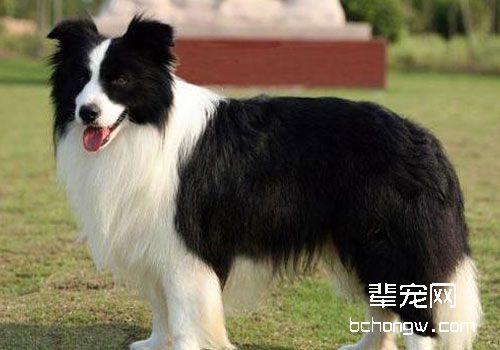 边境牧羊犬