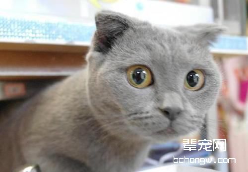 俄罗斯蓝猫
