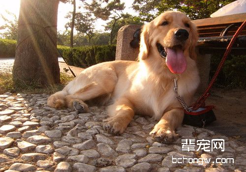 金毛犬