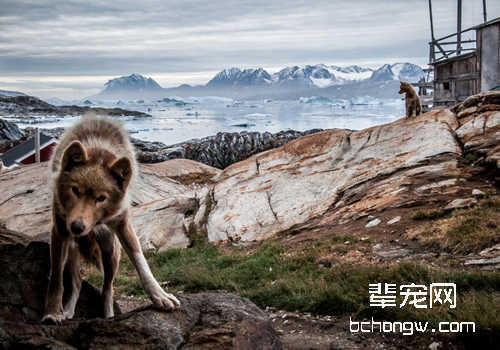 格陵兰犬