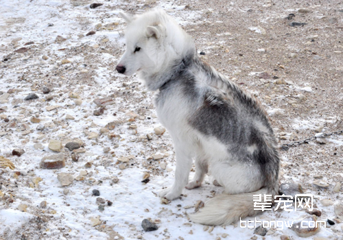 加拿大爱斯基摩犬
