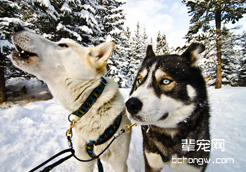 塞佩莱西伯利亚雪橇犬