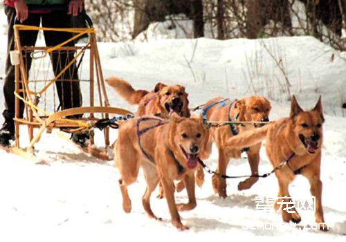 奇努克犬