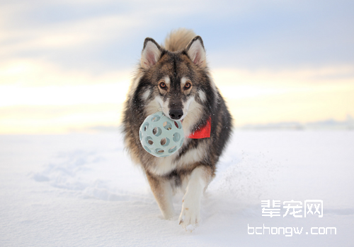 北因努伊特犬