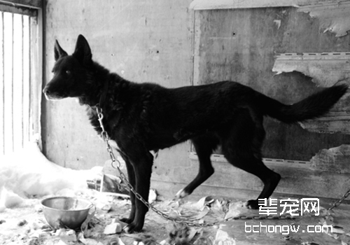 桦太犬