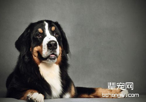 伯恩山犬