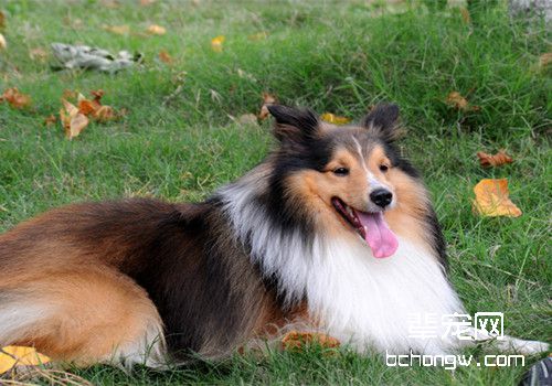 喜乐蒂牧羊犬