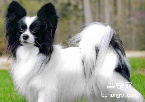 蝴蝶犬