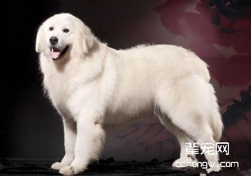 大白熊犬