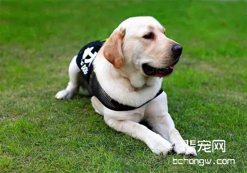 导盲犬