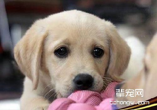 拉布拉多