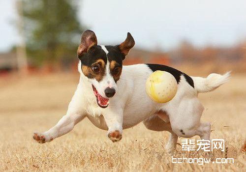 杰克拉塞尔梗犬