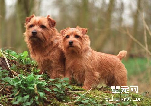 诺福克梗犬