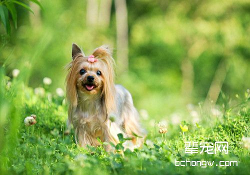 约克夏梗犬