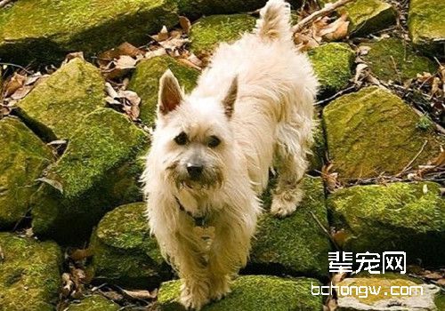 凯恩梗犬