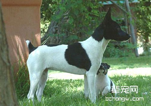 捕鼠梗犬